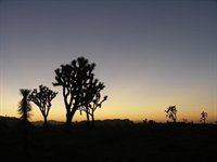 Joshua Tree Nationalpark.