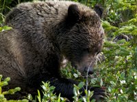 Grizzly bjørn, Banff, Canada