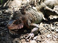 Der findes masser af Iguana på de Dansk Vestindiske Øer Der findes masser af Iguana på de Dansk Vestindiske Øer