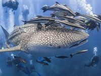 Dykning, Koh Tao, Thailand