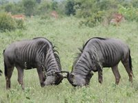 Mpala Safari Lodge, Sydafrika