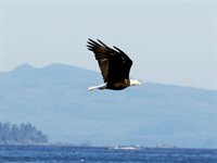 Bald headed eagle spottet i Pacific Rim National Park