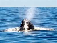 Der er mulighed for at spotte hvaler når du vandrer langs kysten i Pacific Rim National Park