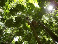 Daintree National Park, Australien