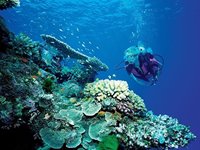 Dykkerkursus på Great Barrier Reef i Australien