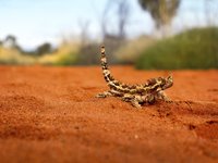 Thorny Devil, Outback, Australien