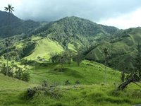 Cocora-dalen i Zona Cafetera Colombia Cocora-dalen i Zona Cafetera Colombia