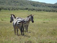 Hells Gate, Kenya, Rebecca