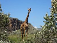 Hells Gate, Kenya, Rebecca