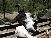 Hells Gate, Kenya, Rebecca