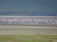 Ngorongoro, Tanzania, Rebecca