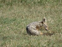 Ngorongoro, Tanzania, Rebecca