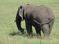 Ngorongoro, Tanzania, Rebecca