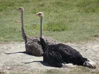 Ngorongoro, Tanzania, Rebecca