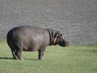 Ngorongoro, Tanzania, Rebecca