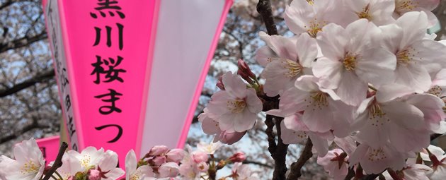 Kirsebær, Kyoto, Japan