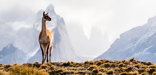 Det er muligt at se Alpacaer i Patagonien og i området omkring Salta