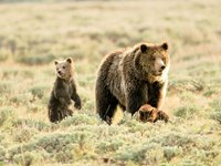Oplev de vilde dyr i Yellowstone National Park