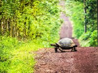 Kæmpeskildpadderne på Galapagos kan veje op til 270 kilo med en skjoldlængde på 120 cm og en levealder på ca. 120 år