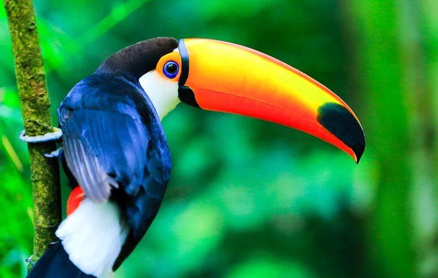 Oplev det unikke dyre- og planteliv der findes i Amazonas