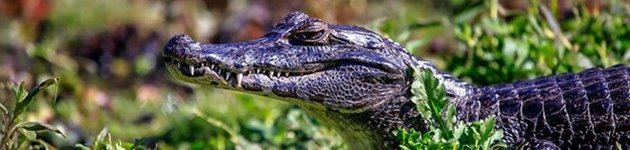 Sydamerikas 2. største vådområde efter Pantanal i Brasilien. Det mere end 1 mio. hektar store område består af både laguner, maskland og sumpområder og områdets flora og fauna er helt uforligneligt Sydamerikas 2. største vådområde efter Pantanal i Brasilien. Det mere end 1 mio. hektar store område består af både laguner, maskland og sumpområder og områdets flora og fauna er helt uforligneligt