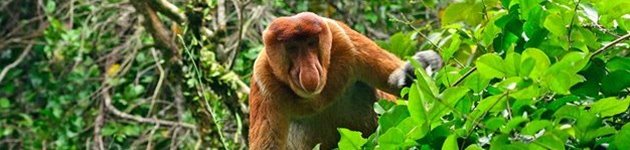 Borneo Borneo