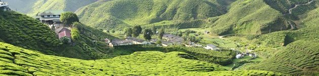 Cameron highlands Cameron highlands