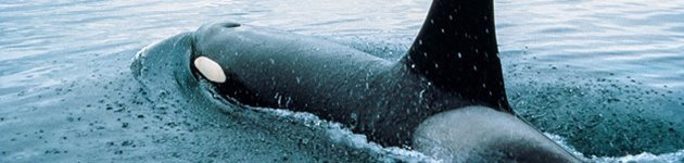 På hvalsafari på Vancouver Island kan du bl.a. opleve pukkelhvaler og spækhuggere På hvalsafari på Vancouver Island kan du bl.a. opleve pukkelhvaler og spækhuggere