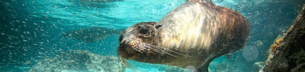Tag med Jysk Rejsebureau på eventyr i Ecuador og på Galapagos Tag med Jysk Rejsebureau på eventyr i Ecuador og på Galapagos