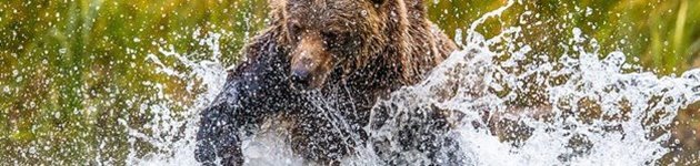 I det vestlige Canada kan du opleve masser af vilde dyr i naturen, bl.a. grizzly- og brunbjørne I det vestlige Canada kan du opleve masser af vilde dyr i naturen, bl.a. grizzly- og brunbjørne