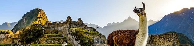 Lamer ved Machu Picchu ruinerne Lamer ved Machu Picchu ruinerne
