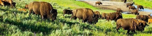 Oplev de enorme bisonflokke i Hayden Valley, Yellowstone Oplev de enorme bisonflokke i Hayden Valley, Yellowstone