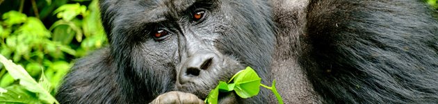 Silverback Gorilla i Bwindi Nationalpark Silverback Gorilla i Bwindi Nationalpark