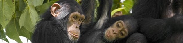 Chimpanserne i Kibale Nationalpark Chimpanserne i Kibale Nationalpark