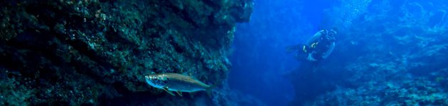 Bliv Divemaster på Fillippinerne Bliv Divemaster på Fillippinerne