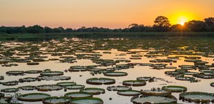 Smuk natur i Pantanal