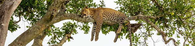 Tre-generationersrejse til Kenya Tre-generationersrejse til Kenya