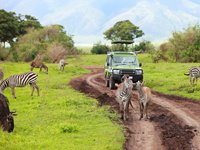 Safari i Tanzania