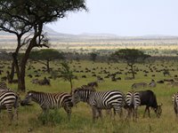 Safari i Tanzania