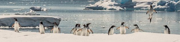Gentoo pingviner, Antarktis Gentoo pingviner, Antarktis