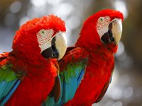 Oplev den eksotiske Scarlet Mascaws i Costa Rica