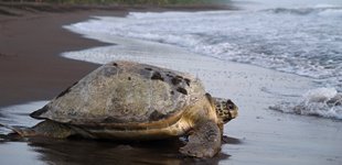 Tortuguero Nationalpark