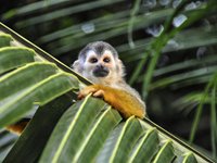 Oplev de sødeste egernaber i Costa Rica