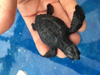 Rejseinterview: Havskildpadder i Mexico