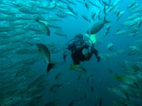 Dykning ved Isla del Cano i Costa Rica