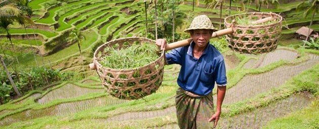 Bali Risbonde