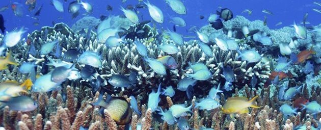 Snorkling - Indonesien