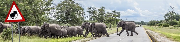 Elefanter krydser vejen ved Kalahari Elefanter krydser vejen ved Kalahari