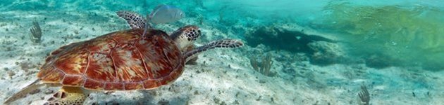 Riviera Maya byder på lækre strande og det klareste vand Riviera Maya byder på lækre strande og det klareste vand