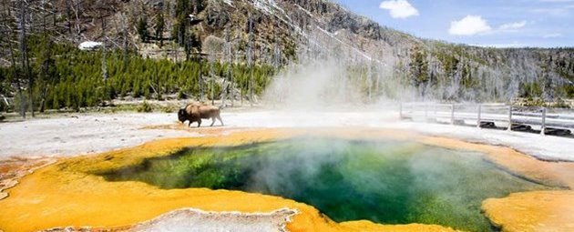 Bison på afveje ved Emerald Pool i Yellowstone